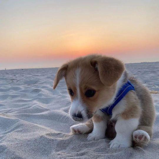 白袜帅哥白袜子